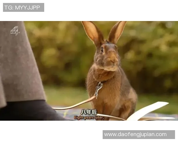 法国足球明星粉丝热情追随背后的故事与心声揭秘